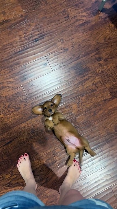 Scotchy The Doxie