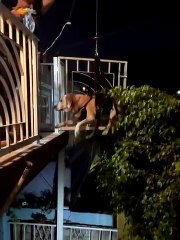 Senior Dog Gets Airlifted Home