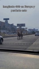¡Junto a los carros! Caballos recorren las calles de Tegucigalpa