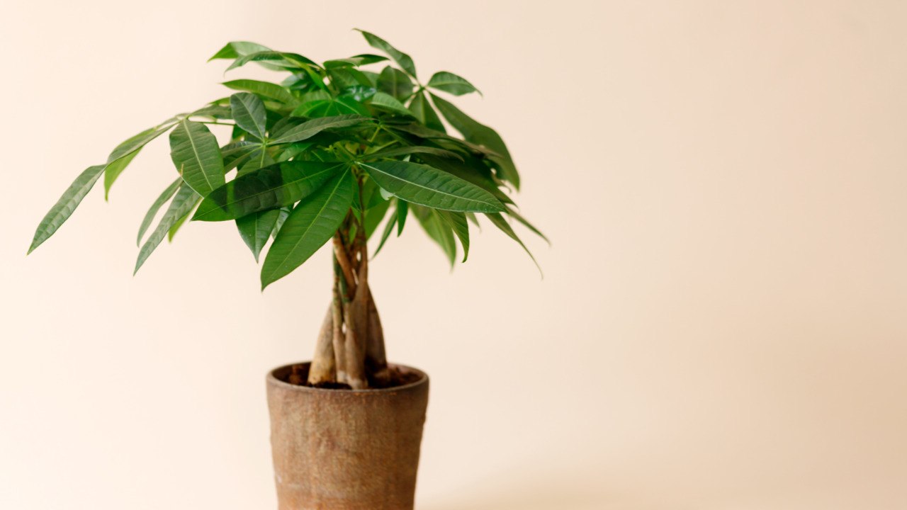 The 12 Best Plants For Bedrooms