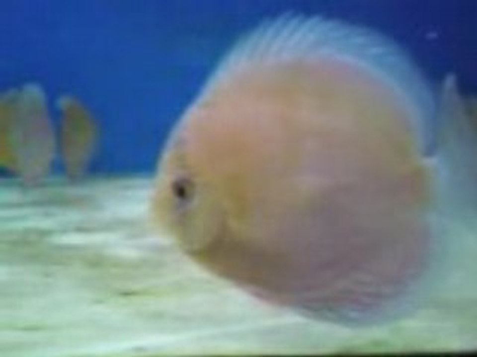 Encore_pale_mais_forme_impec !