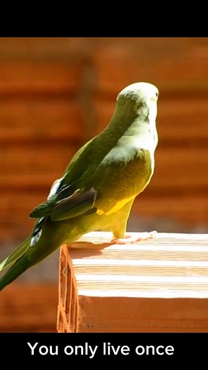 Cute Animals And Birds #reels #bird #animal #cute #fbreels