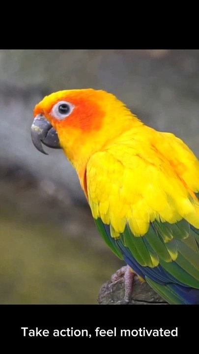 Cute Animals And Birds #reels #bird #animal #cute #fbreels