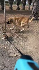 Sometimes My Dog Forgets That He's Old