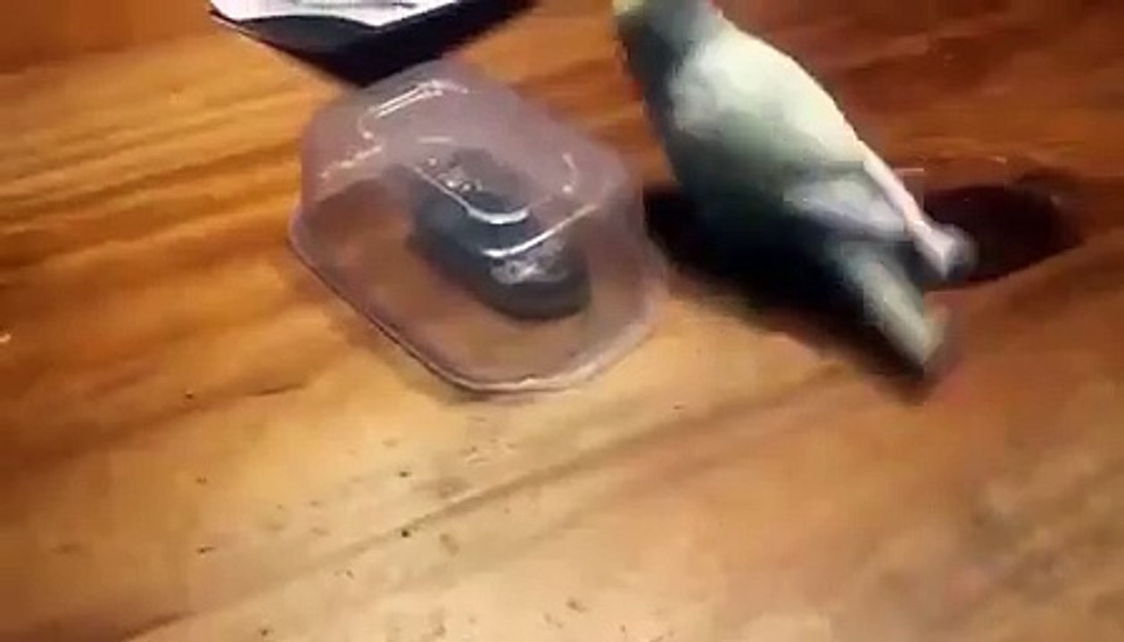 Animal  funny video#2 New