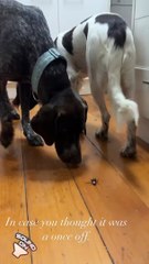 Calibre Has Strong Feelings About Cockroaches