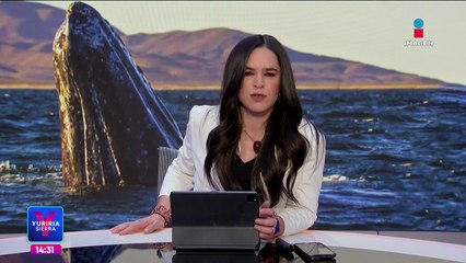 Cambio climático provoca la caída de la población de la ballena gris