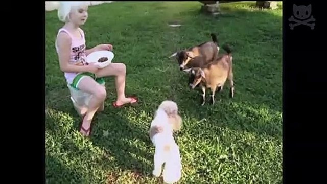 TOP 15 Best eagle attacks in the world Vs(lion,Cat,Dog,Duck,Rabbit,Snake,Wolf,Goat..Etc)