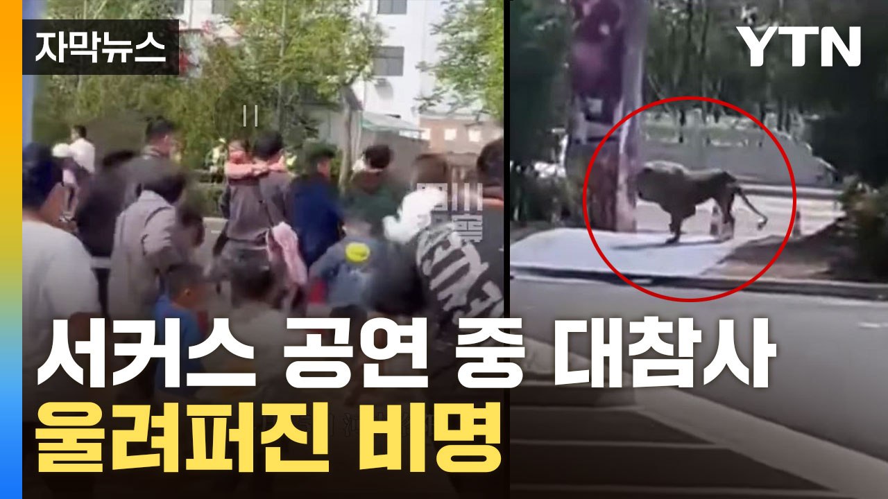 [자막뉴스] 공연 중에 사자 탈출...아이 끌어안고 관객들 혼비백산 / YTN