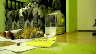 funny cat videos | cat  funny videos