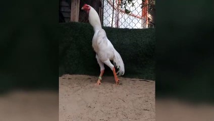 Shamo ki duniya for aseel lovers