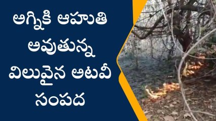 మహదేవ్ పూర్ : మద్దులపల్లి, పలుగుల అడవుల్లో అగ్ని ప్రమాదం
