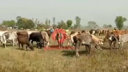 बाराबंकी: राजस्थान से सैकड़ों की संख्या में गोवंश पहुंचने से मचा हड़कंप, फिर हुआ ये...