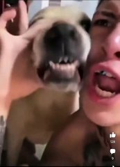 Dog And Men making Beats