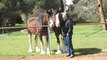 McMurchie Clydesdale owners Colin and Karin Brown show off their award winning horses.