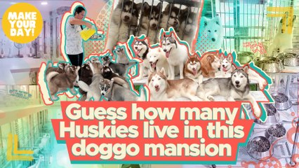 Guess how many Huskies live in this doggo mansion | Make Your Day