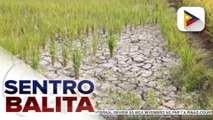 Epekto ng El Niño sa produksiyon ng asukal, ikinababahala