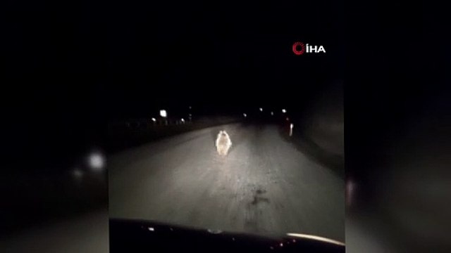 Yavru ayı kara yolunda otomobilin ışığıyla son sürat koştu