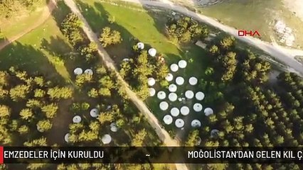 MOĞOLİSTAN'DAN GELEN KIL ÇADIRLAR DEPREMZEDELER İÇİN KURULDU
