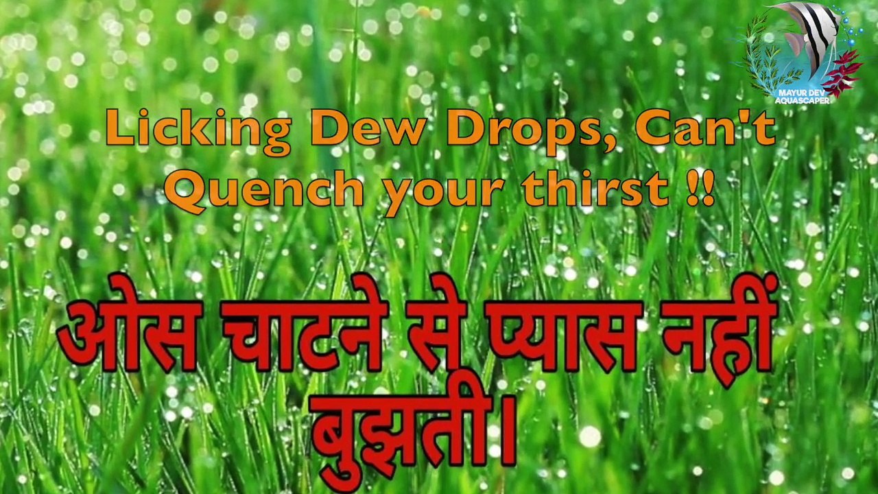 ओस चाटनेसे प्यास नहीं बुझाती | Smart work vs Hard work to Success  | Mayur Dev Aquascaper