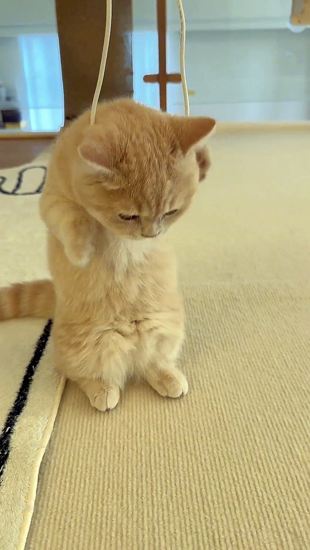 ⁣Cat Attempt Suicide | Cat Funny Moments | Cute Pets | Funny Animals #animals #pets #cats #catvideos