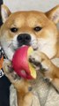 Dog Eating Apple | Funny Dogs | Dog Funny Moments | Cute Pets | Funny Animals #animals #pets #dog