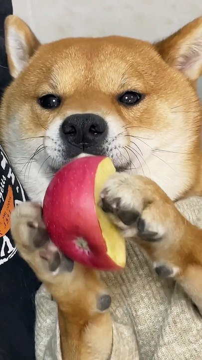 Dog Eating Apple | Funny Dogs | Dog Funny Moments | Cute Pets | Funny ...