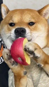 Dog Eating Apple | Funny Dogs | Dog Funny Moments | Cute Pets | Funny Animals #animals #pets #dog