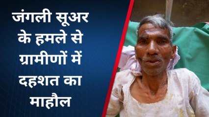 सभंल: खेत में काम कर रहे किसान पर जंगली सूअर का हमला, घायल