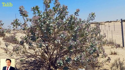 Desert  animal and plants  are amazing