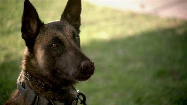 R.A.D.A.R.: The Bionic Dog