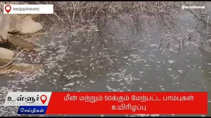 கிருஷ்ணகிரி: குவியல் குவியலாக செத்து மிதக்கும் மீன்கள்-பெரும் பரபரப்பு