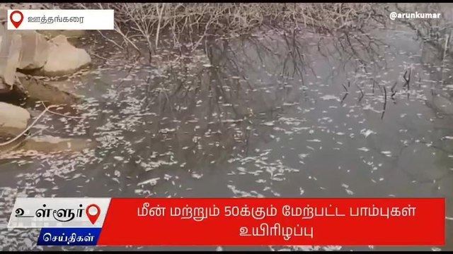 கிருஷ்ணகிரி: குவியல் குவியலாக செத்து மிதக்கும் மீன்கள்-பெரும் பரபரப்பு
