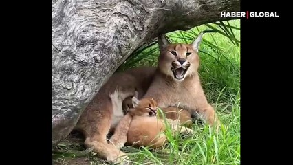 Annesiyle aynı anda esnemeye çalışan yavru vaşağın görüntüleri, kahkahaya boğdu
