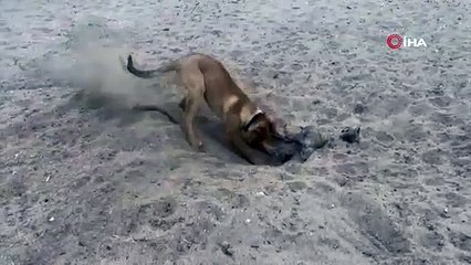 Köpek kumu eşeleyince gerçek ortaya çıktı! Ağva Sahilinde gömülü halde bulundu!