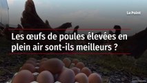 Les œufs de poules élevées en plein air sont-ils meilleurs