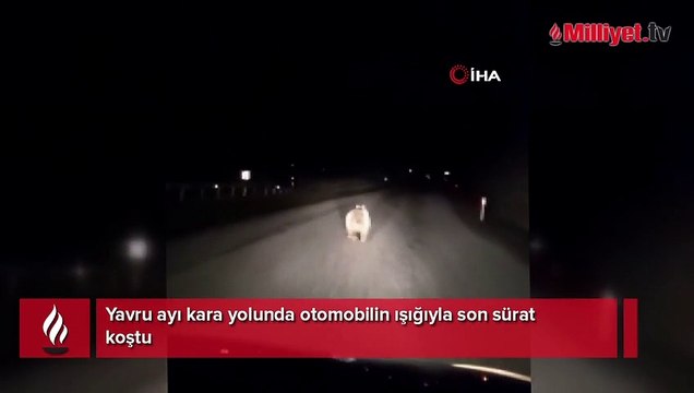 Yavru ayı kara yolunda otomobilin ışığıyla son sürat koştu