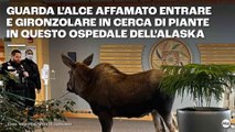 Guarda l’alce affamato entrare e gironzolare in cerca di piante in questo ospedale dell’Alaska