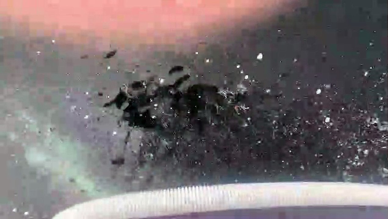 Lucky boater has close encounter with pod of white-beaked dolphins off British coast