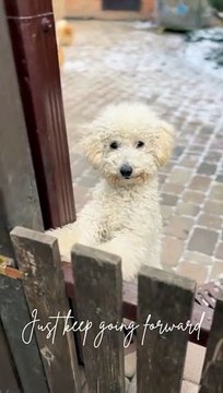 cute baby animals videos compilation cutest moment of the animals - cutest puppies #1