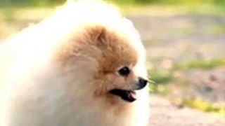 cute dog moments compilation in the world