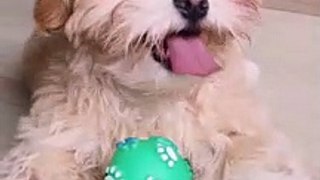 cute dog moments compilation part 1in the world  Funny Dog Videos
