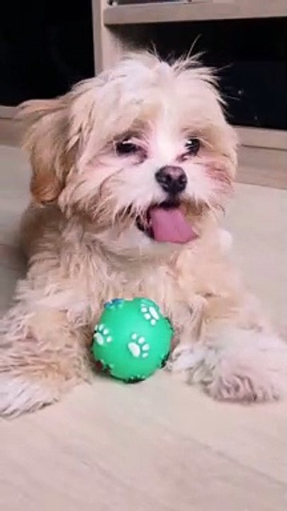 cute dog moments compilation part 1in the world  Funny Dog Videos
