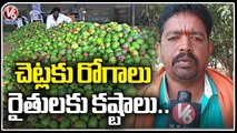 Mango Farmers Facing Huge Loss After Production Decrease _ Jagtial _ V6 News