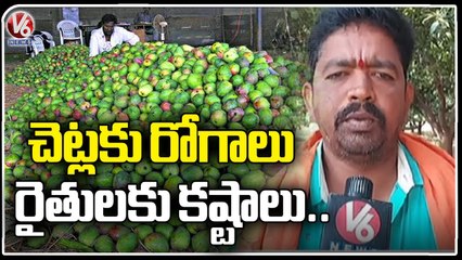 Mango Farmers Facing Huge Loss After Production Decrease _ Jagtial _ V6 News
