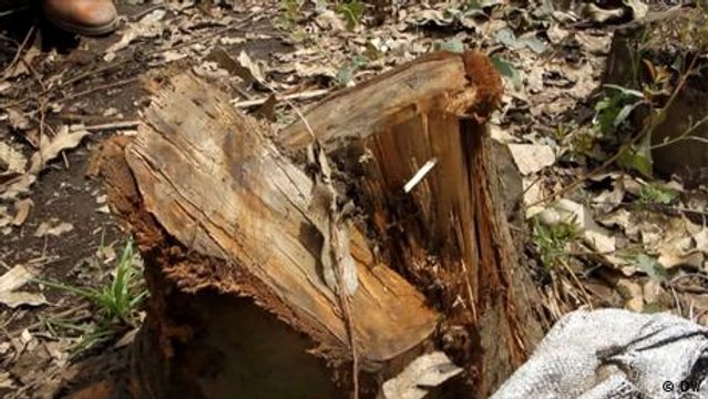 Curbing deforestation in DR Congo conflict region