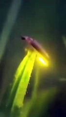 نہ بجلی،نہ بیٹری، ،  صرف اللہ رحمٰن کی قدرت