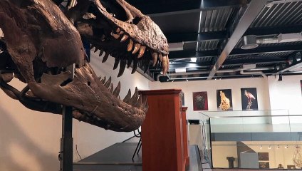 Un squelette composite de T-Rex vendu près de 5,6 millions d'euros