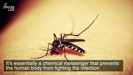 Mosquitoes Can Suppress Our Immune Response to Viruses With Their Saliva
