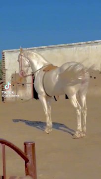 Most beautiful horse in the world | beautiful white horse #dailymotion #foryou